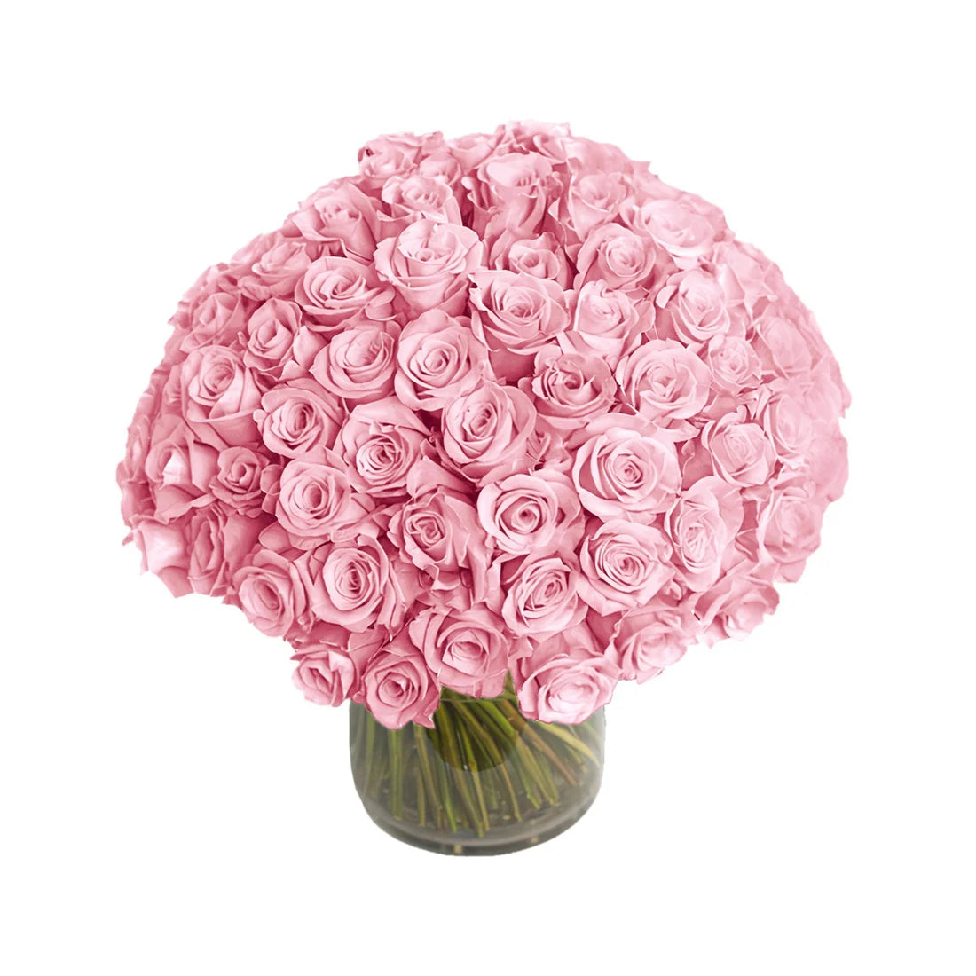 Fresh Roses in a Vase | 100 Light Pink Roses