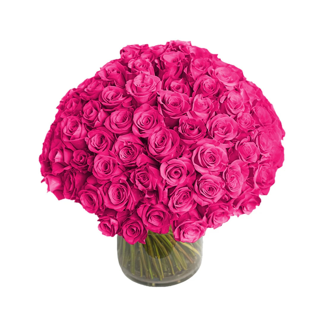 Fresh Roses in a Vase | 100 Hot Pink Roses