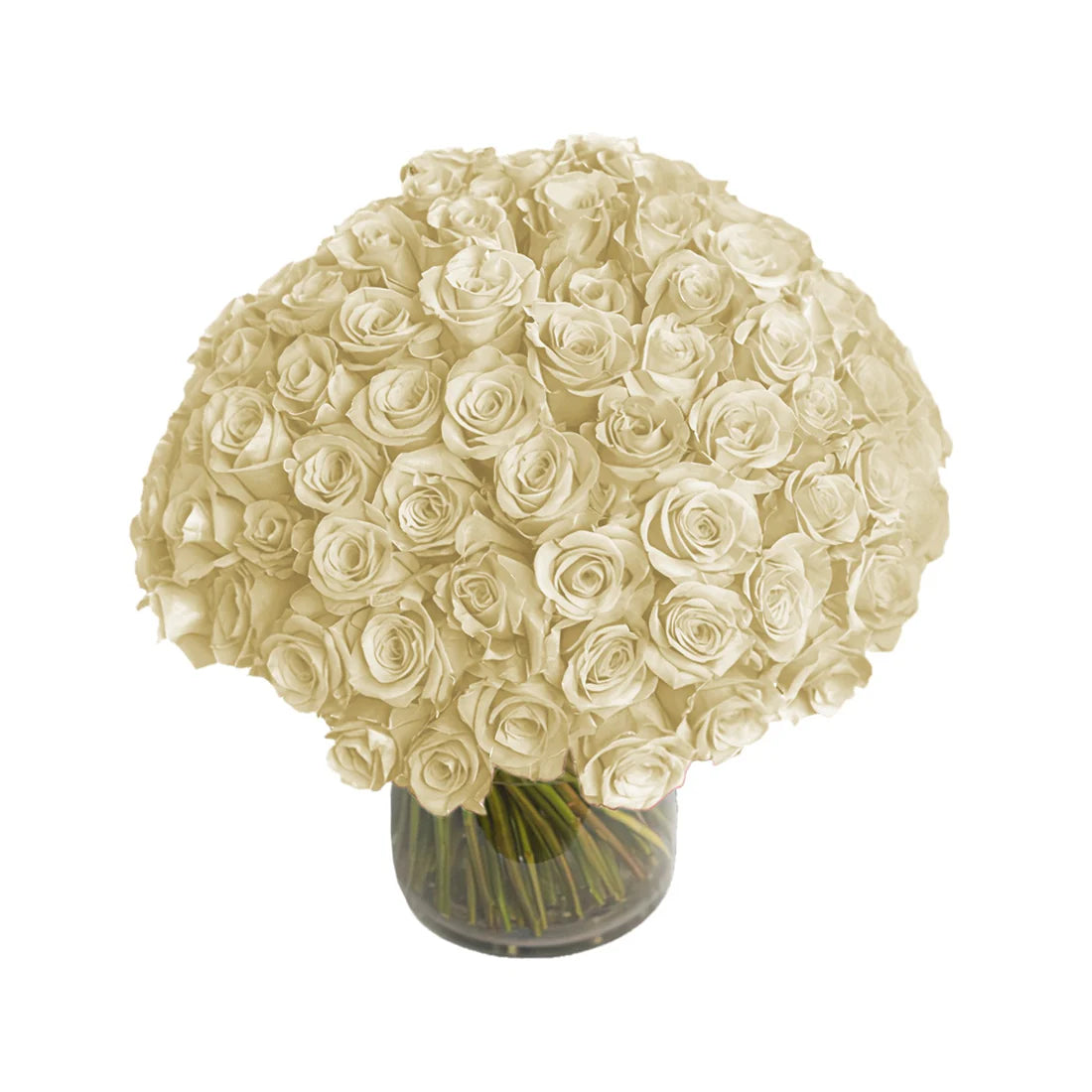 Fresh Roses in a Vase| 100 White Roses